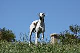 GREYHOUND 063